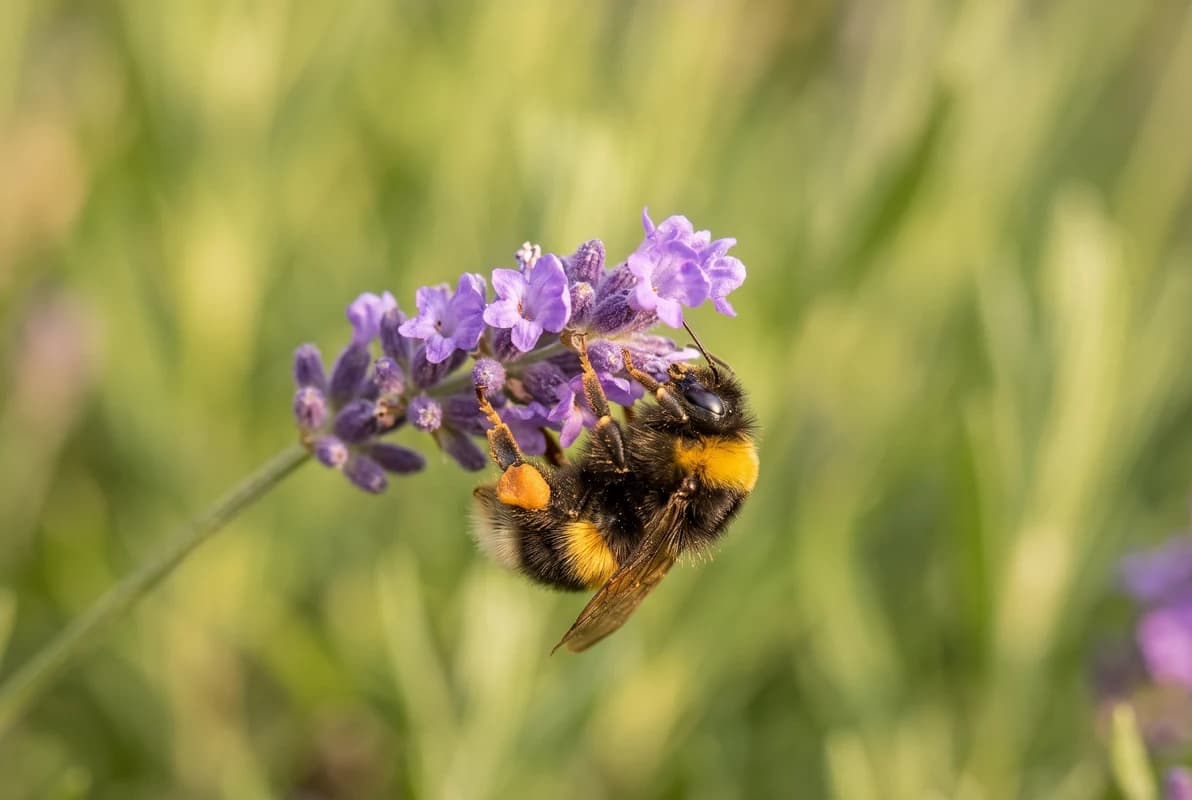 Fuzzy black and yellow bumblebee collecting pollen from a purple lavender flower