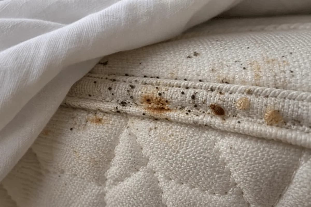 Dark fecal spots and rusty brown stains clustered along the seam of a white mattress