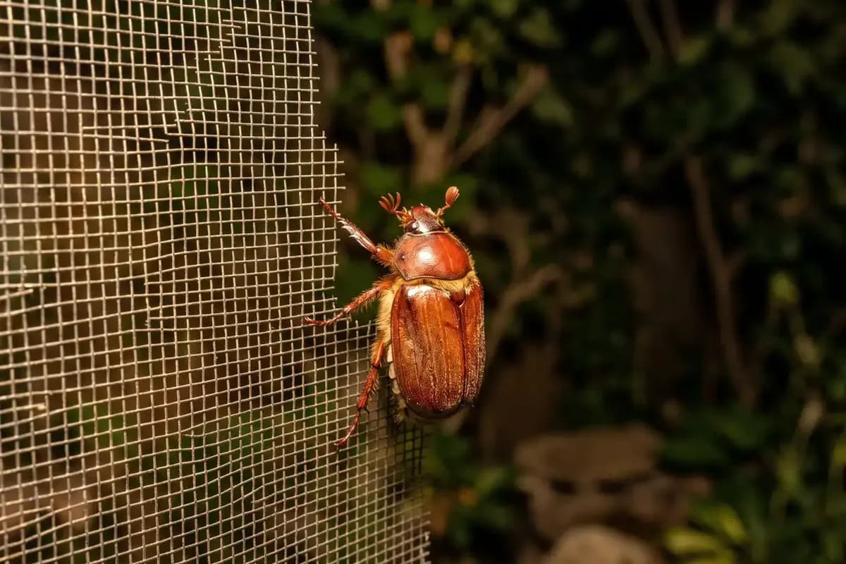 Reddish brown June beetle clinging to a window screen at night