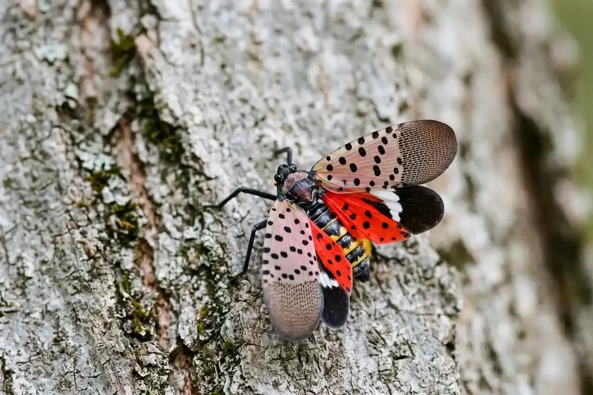 Spotted lanternfly with its wings open showing red hind wings on a tree trunk