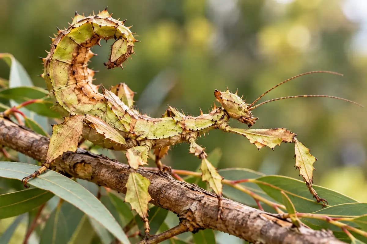 Giant prickly stick insect with spiny body on a eucalyptus branch