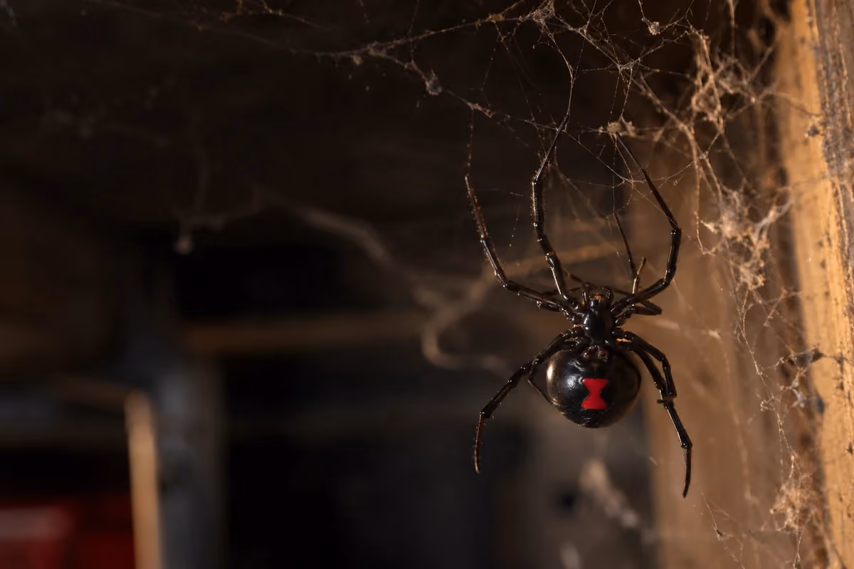 Female black widow spider hanging in a tangled web in a garage corner