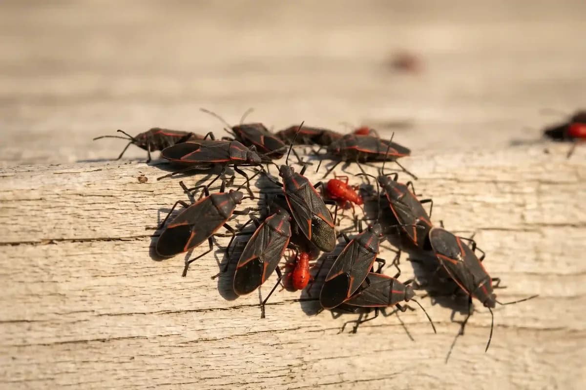 Black and red striped bugs gathered on sunny house siding in fall