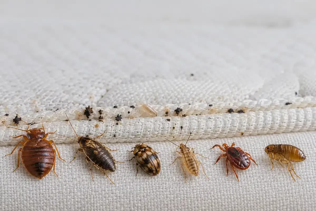 A bed bug beside a cockroach nymph, carpet beetle, booklice, tick and flea on white fabric for comparison
