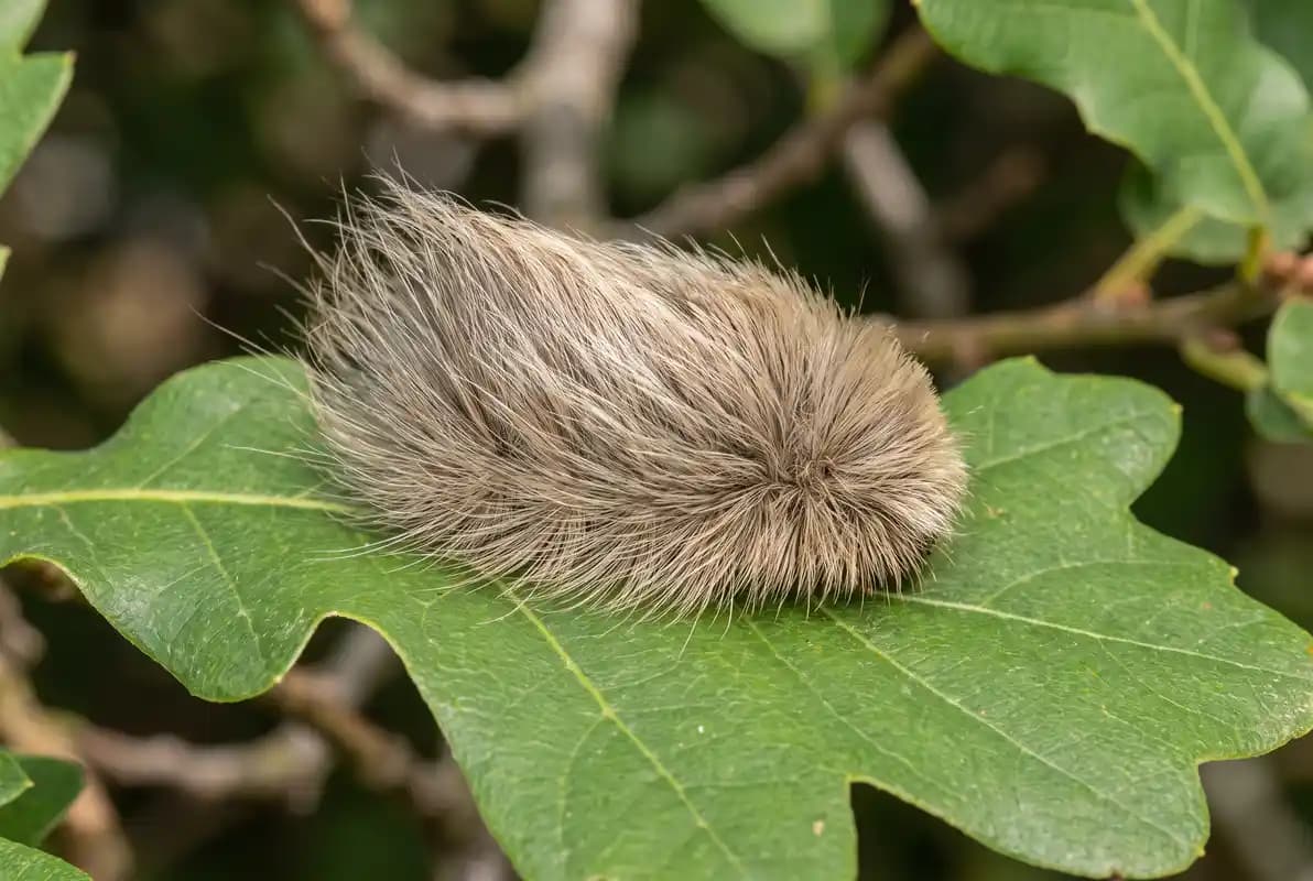 Puss caterpillar, also called an asp, with long silky tan hair on an oak leaf