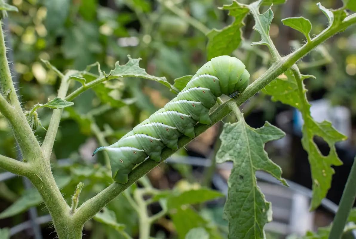 Green tomato hornworm caterpillar with white stripes and a tail horn on a tomato plant