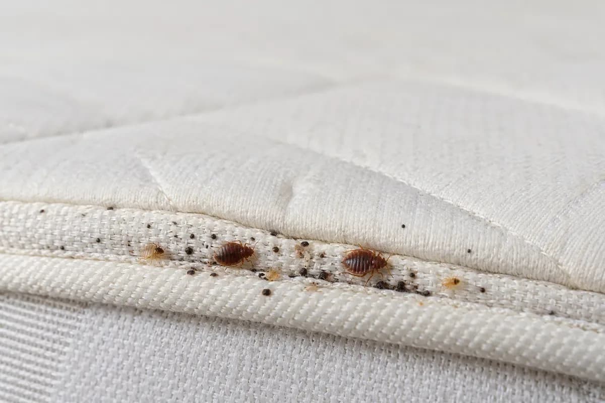 Bed bugs and dark fecal spots along the seam of a light quilted mattress
