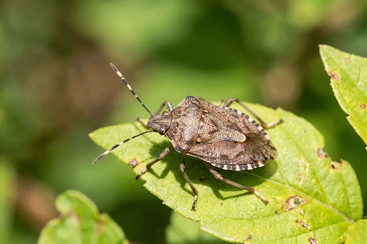 Brown marmorated stink bug with banded antennae on a green leaf