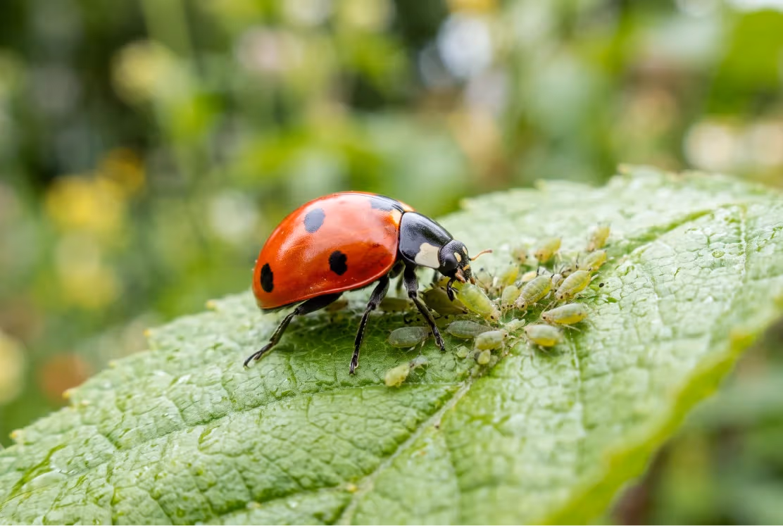 A ladybug eating aphids on a leaf, illustrating what ladybugs eat in the wild.