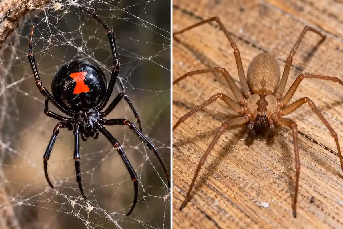 Widow spider and recluse spider compared side by side