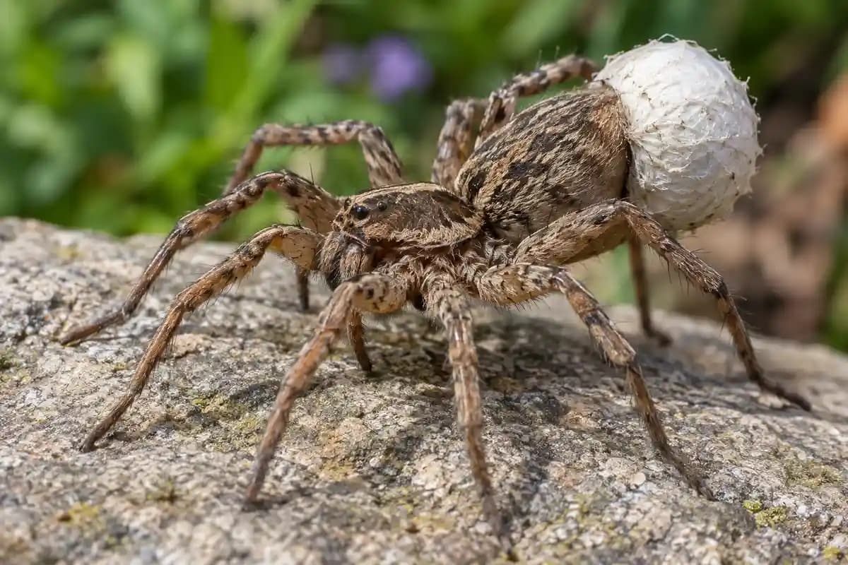 Mottled brown wolf spider resting on a stone, showing its stocky hairy body and long legs
