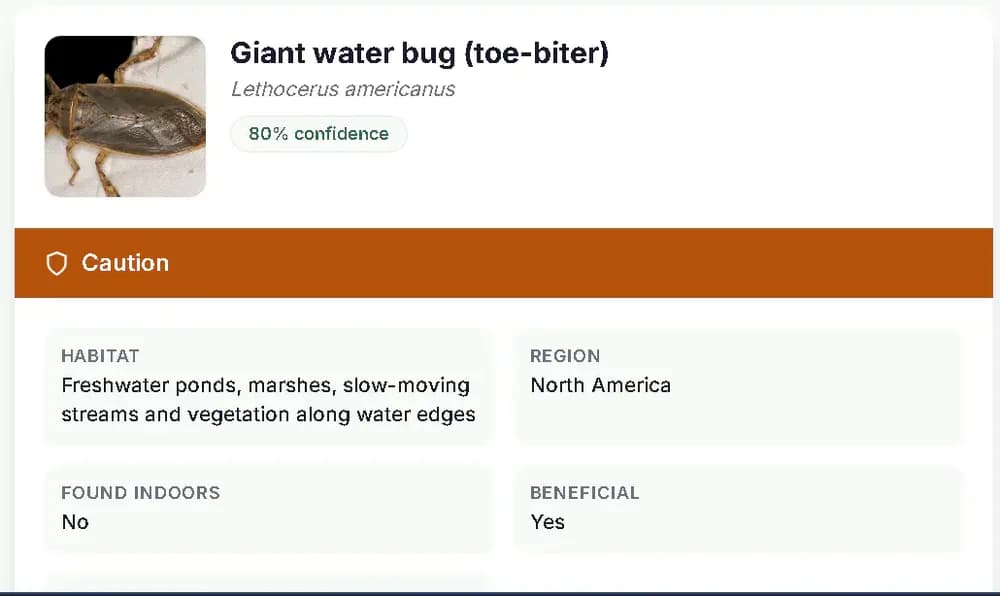 ScanaBug identifier result card showing a Giant water bug (Lethocerus americanus) at 80% confidence, a Caution safety label, and habitat and region details.